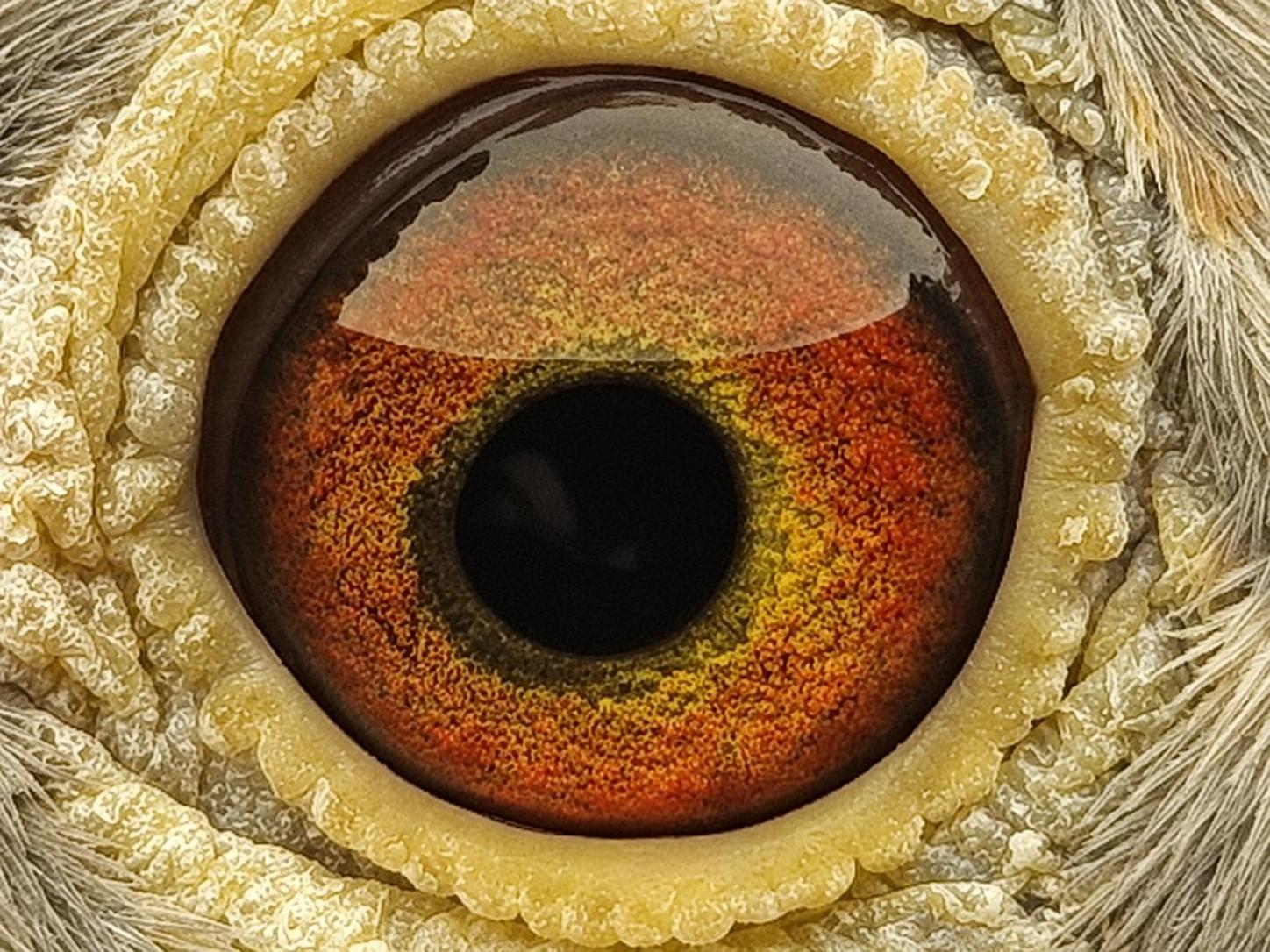 Pigeon eye